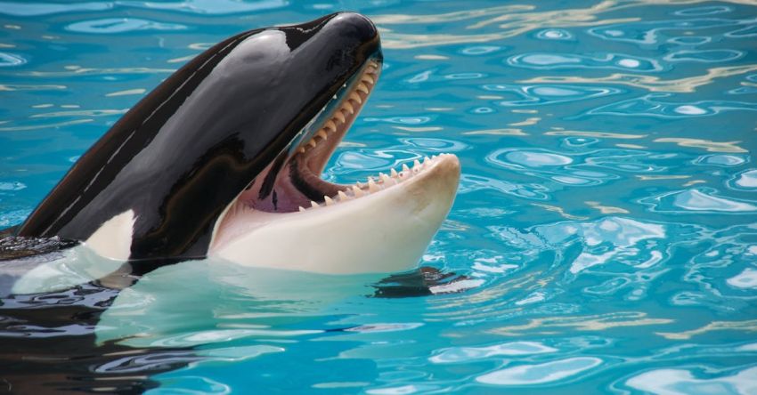 Zoos And Aquariums - White and Black Killer Whale on Blue Pool