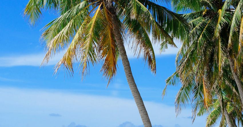 Beaches - Coconut Tree Near Body of Water Under Blue Sky