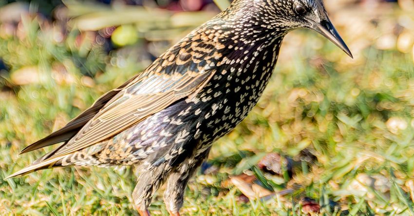 Rafting Spots - spotless starling