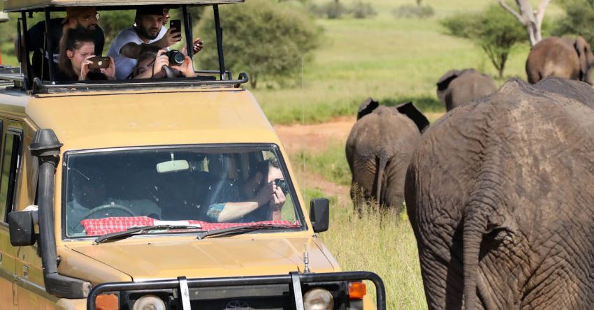 Jeep Safari - Brown and Black Jeep Wrangler